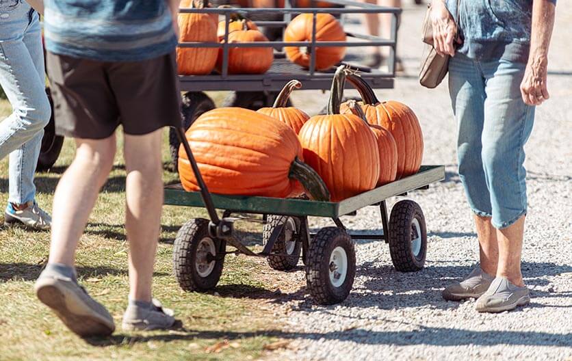Buy large pumpkins for $2 at the Pumpkin Palooza at Keil's Produce and Greenhouse